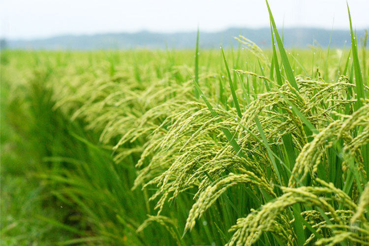 Eliminate rice weeds